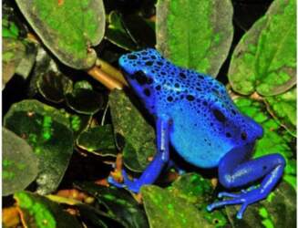 AKVASERVISS Dendrobates / tinctorius