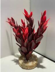 AKVASERVISS Fiesta Ruscus
