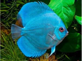 Blue Diamont DISCUS