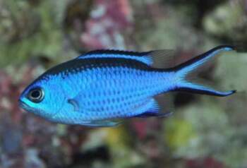 Chromis cyanea