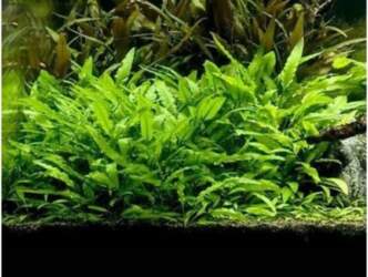 Cryptocoryne / lutea