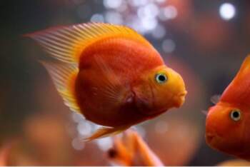 Hubrid blood parrot