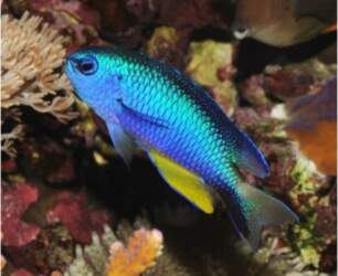 Pomacentrus alleni