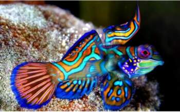 Pterosynchiropus splendidus