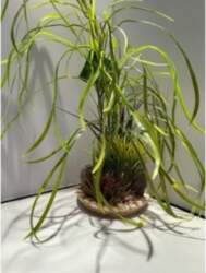 AKVASERVISS Lily Grass