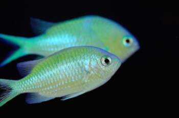 Chromis viridis