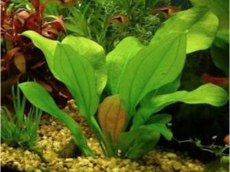 Echinodorus / Jan Harbich