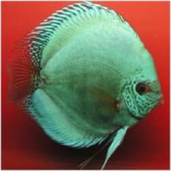 Flächen Turkis   DISCUS