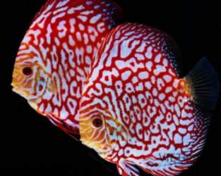 Checkerboard DISCUS