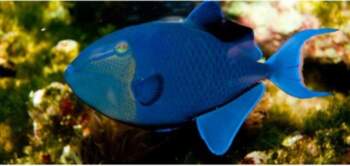 Odonus niger