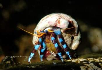 Calcinus elegans