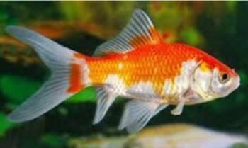 Carassius red