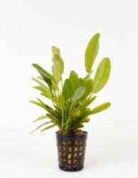 Echinodorus / Lena