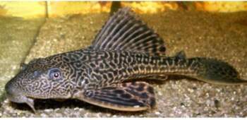 Hypostomus plecostomus