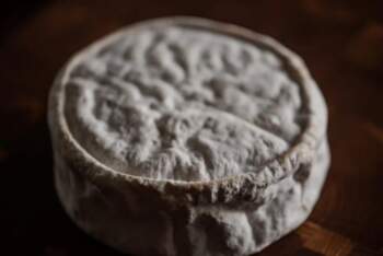 PENICILLIUM CANDIDUM (PC)