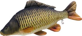 Gaby Spilvens The Common Carp |