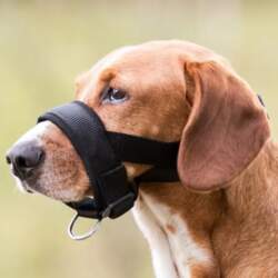 Trixie Muzzle Loop for Dogs -