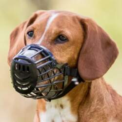 Trixie Muzzle for Dogs - Plastic