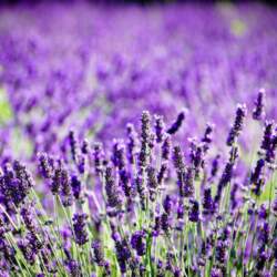 Lavanda, ēteriskā eļļa - 250 ml