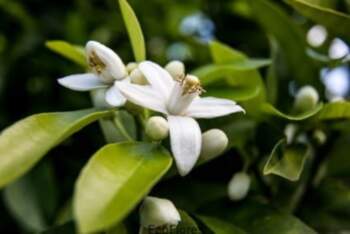 Ēteriskā eļļa Neroli, Ecoflores 10 ml