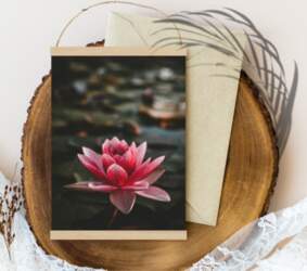 Rozā lotus