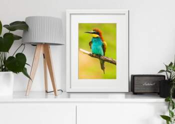 Fauna rāmī n°24