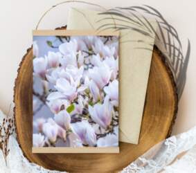 Magnolijas