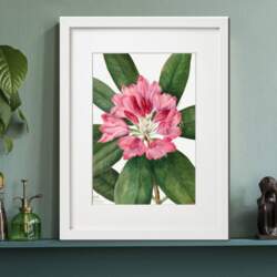 Rododendrs