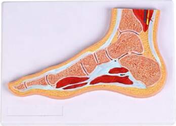 Anatomisks potītes un pēdas locītavas modelis