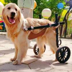 Cross-Border Pet Mobility Scooter: Medium &