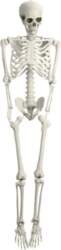 5.4FT Poseable Skeleton Prop Life