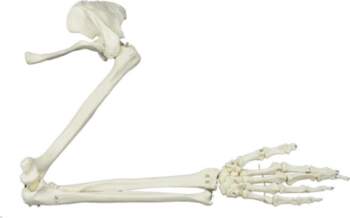 Anatomical Study Life Size Human Arm