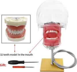 Simple Head Model Dental Simulator Phantom