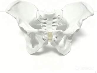 Spine Pelvis Model High Simulation Female