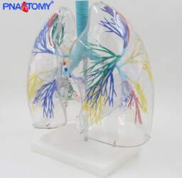 Transparent Human Lung Model with Bronchial
