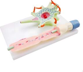 Neuronal Cell Model with Base Scientific