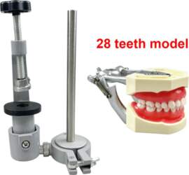 Typodont Dental Teeth Model Training Mount