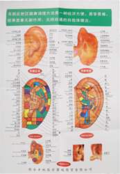 40cm Ear Acupuncture Point Model Accurate