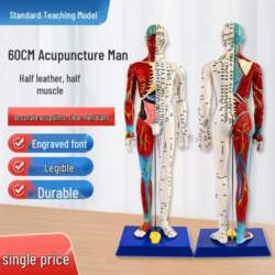60cm Copper Acupuncture Model with Half
