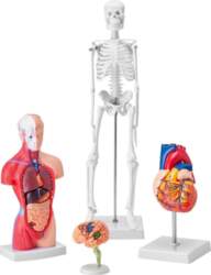 Human Anatomy Models Bundle Set, Brain