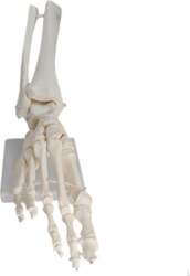 Life Size Movable Foot Skeleton Model