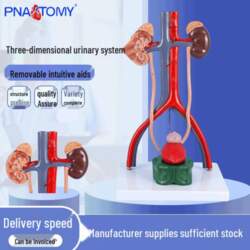 3D Human Urinary System Model: Kidney