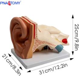 Ear Anatomy Model: Outer, Middle, and