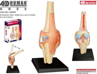 4D Human Knee Joint Model: Detachable