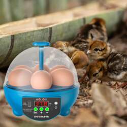 6 Eggs Incubator Temperature Control with
