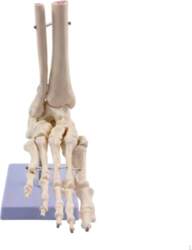 Foot Skeleton Model Poseable Structural Sturdy