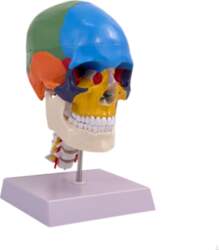 Anatomy Human Skull Brain Model Colored
