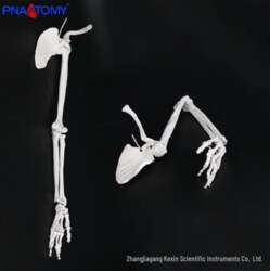 Left Upper Limb Bone Model: Scapula