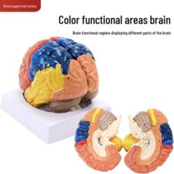 Color-Coded Human Brain Model: Functional Areas