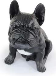 Franču buldogs, Frenchie III - suņa